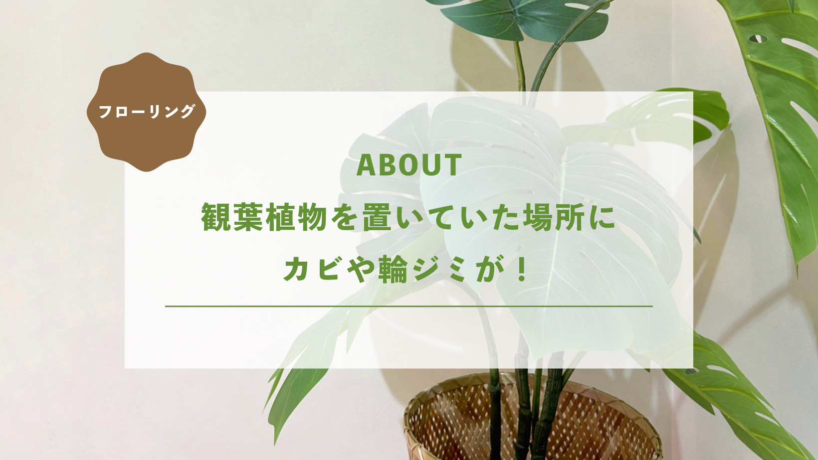 観葉植物を置いていた場所にカビや輪シミが！原因と正しい対処法とは