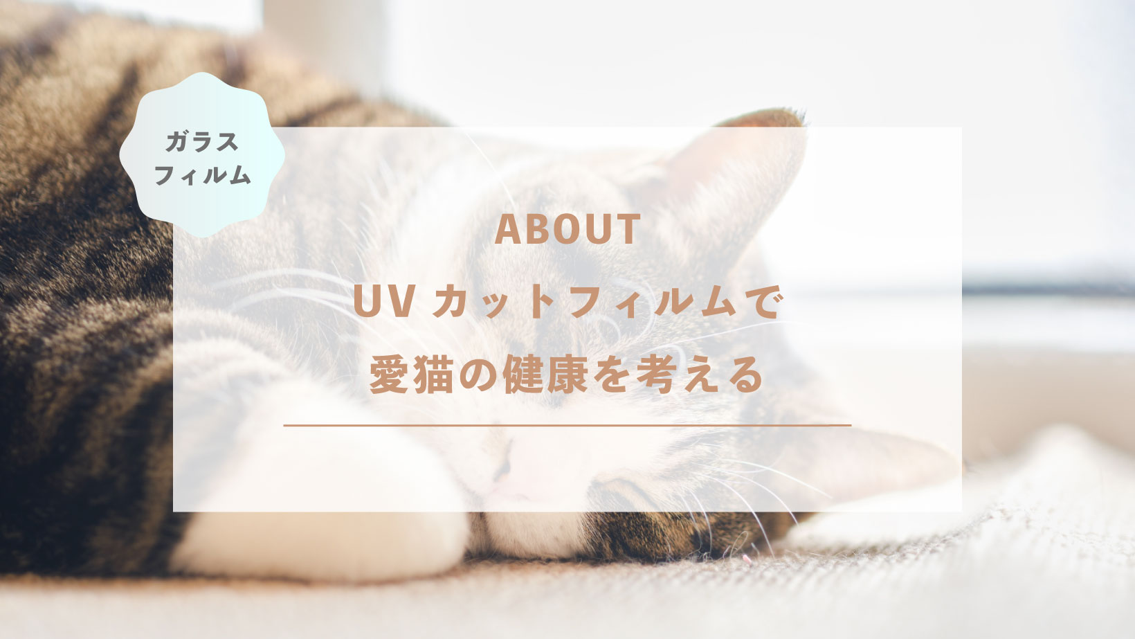 UVカットフィルムで愛猫の健康を考える